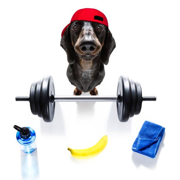 osobisty trener pies - weight training audio zdjęcia i obrazy z banku zdjęć