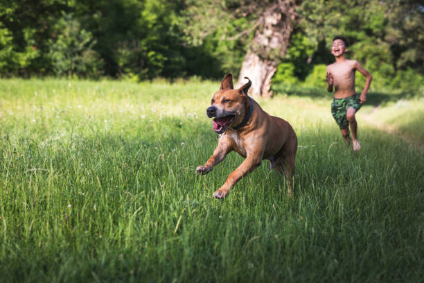 Boy have fun with his dog