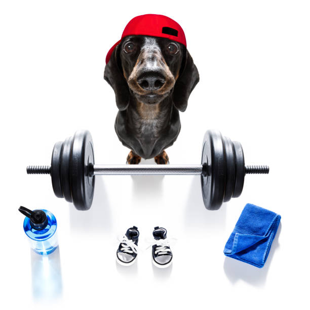 パーソナルトレーナー犬 - weight training audio ストックフォトと画像