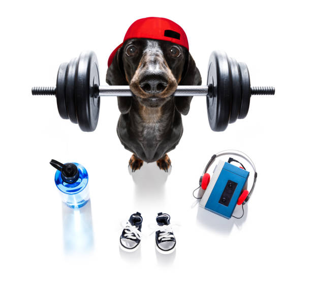 personal trainer dog - weightlifting weight training weights gym imagens e fotografias de stock