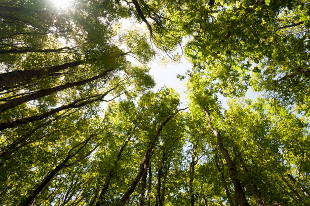 istock A grove of beech trees 1156466595