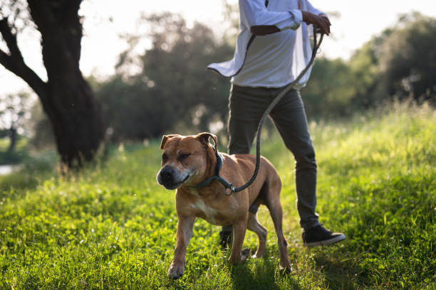 istock American staffordshire terrier running with owner 1156466744