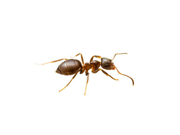 Ant Insect Macro Isolated on White stock photo