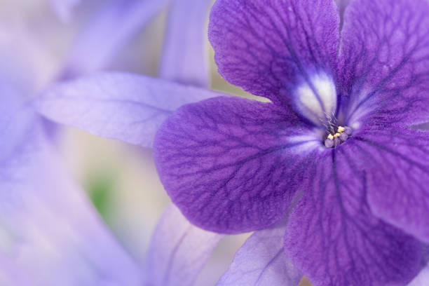 istock Petrea volubilis flower corollas 1156470720