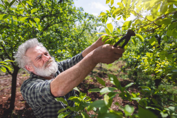 istock Bearded farmer enjoys time spent in his orchard 1156470721