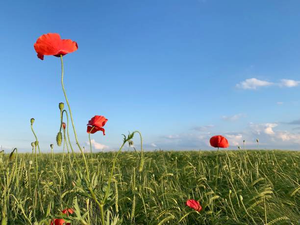 istock Poppies over the wheat field 1156470789