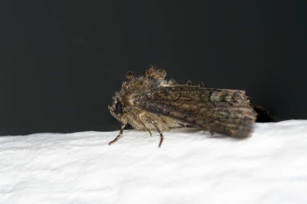 istock Various insects from Germany in high resolution and scanned with macro 1156470828