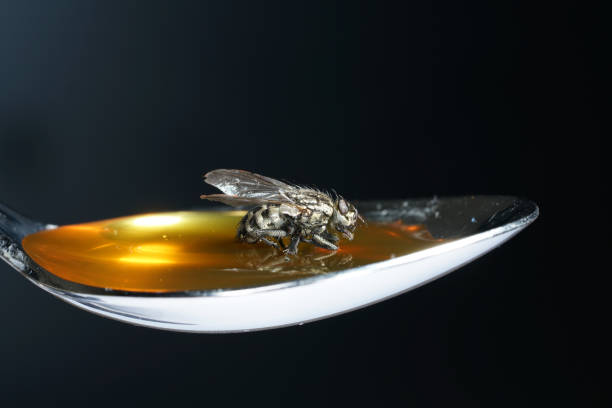 istock Various insects from Germany in high resolution and scanned with macro 1156471535