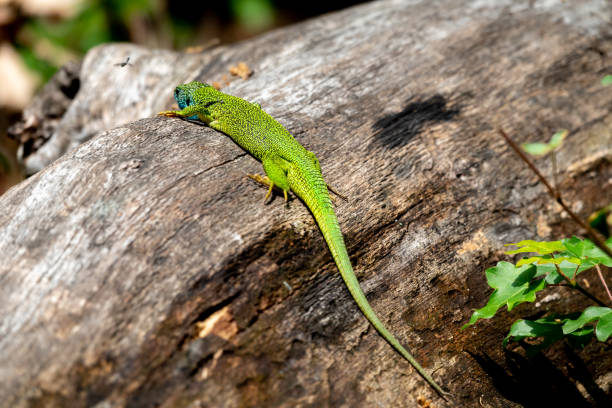 istock Male of green lizard Lacerta viridis on a tree trunk 1156474855