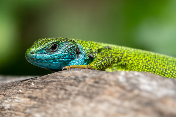 istock Male of green lizard Lacerta viridis on a tree trunk 1156474881