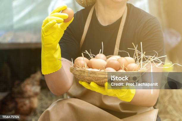 Farmer Women Wear Black Shirts And Wear Yellow Rubber Gloves And
