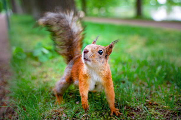 istock funny red squirrel in forest on background wild nature animal (Sciurus vulgaris, rodent) 1156476055