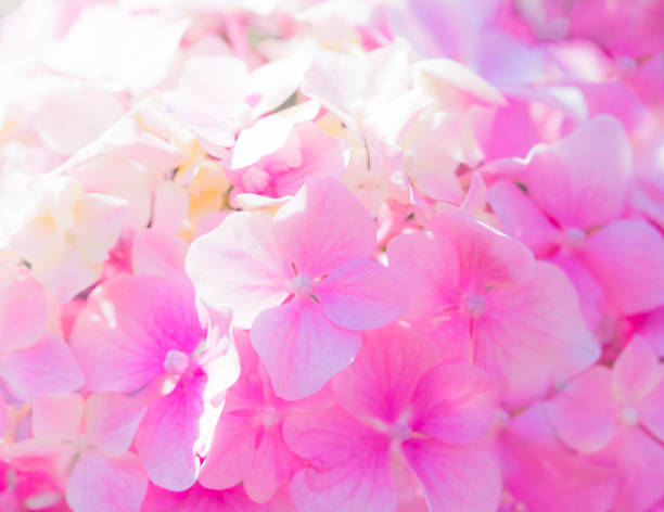 istock Pink Hydrangea Flowers Close up. Hydrangea macrophylla. Hortensia Flower as a Floral Background 1156476323