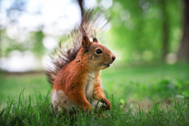 istock Funny red squirrel in park at a sunny day 1156476349