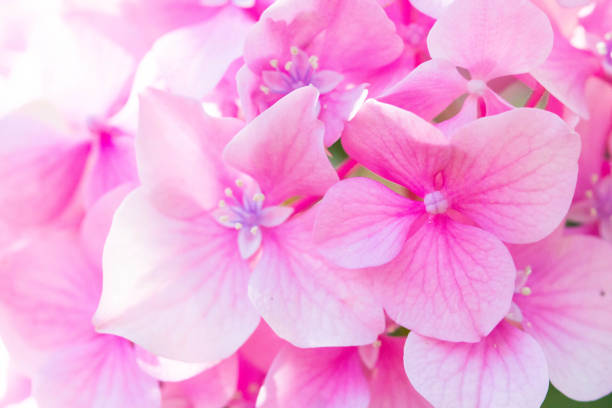 Pink Hydrangea Flowers Close up. Hydrangea macrophylla. Hortensia Flower as a Floral Background