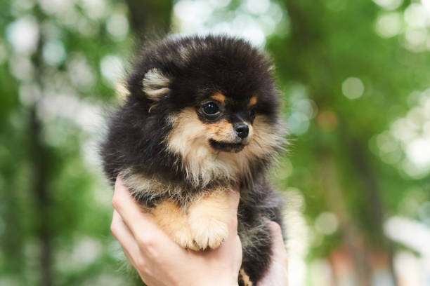 istock Dark cute puppy Spitz on hand. 1156478186