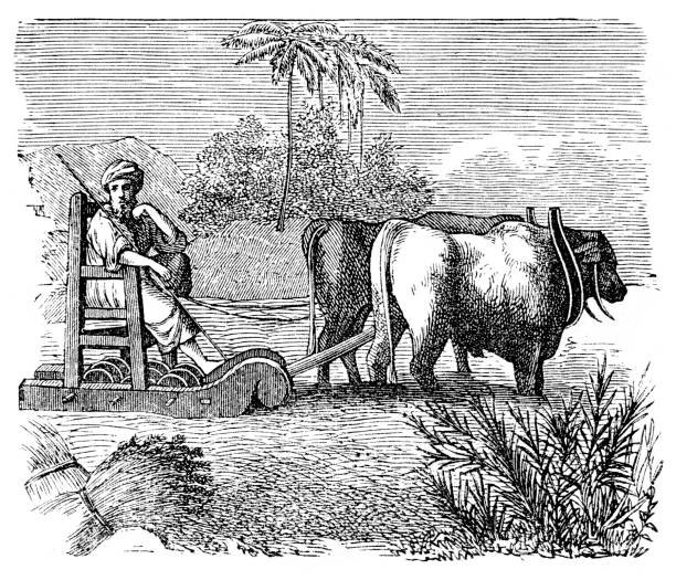 Egyptian man threshing wheat with cow Steel engraving Egyptian man threshing wheat with cow
Original edition from my own archives
Source : "Calwer Bibellexikon" 1885 threshing stock illustrations