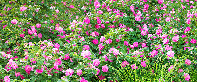 purple flowers rose bushes flowering in garden panoramic view . panorama flower bed of pink roses blossoming in ornamental garden.