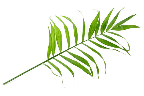 istock Green leaf of palm tree on white background 1156480991