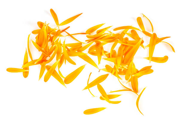 istock Marigold petals isolated on white background. Calendula petals. Top view. 1156481011