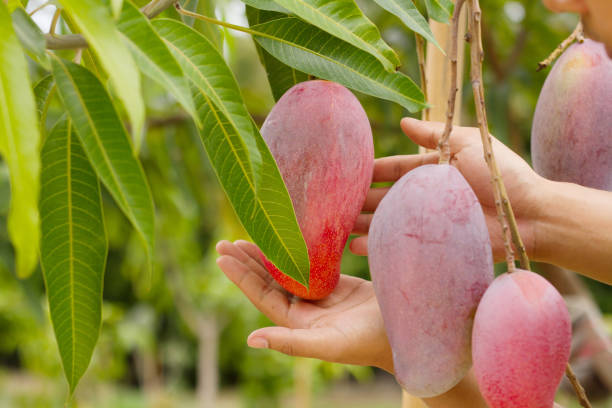 istock Farmer and mango at organic farm 1156481345