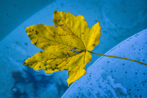 istock End of season 1156482278
