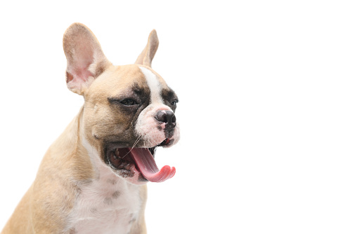 Cute french bulldog puppy yawn isolated on white background and copy space for input text, animal and pet concept