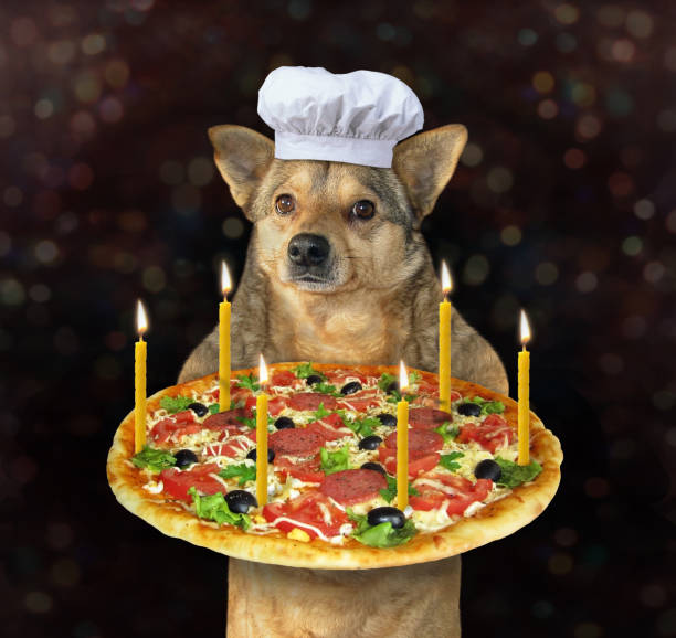 istock Dog with a holiday pizza 1156482453