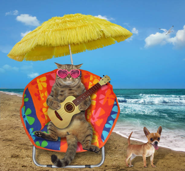 istock Cat with a guitar in a sun lounger 1156482472