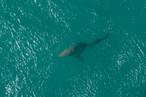 Aerial view Sharks south Florida