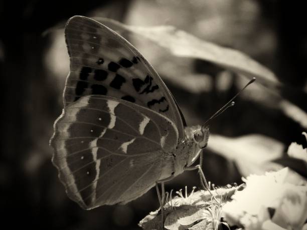 istock silver washed fritillary butterfly close up in monochrome 1156483379
