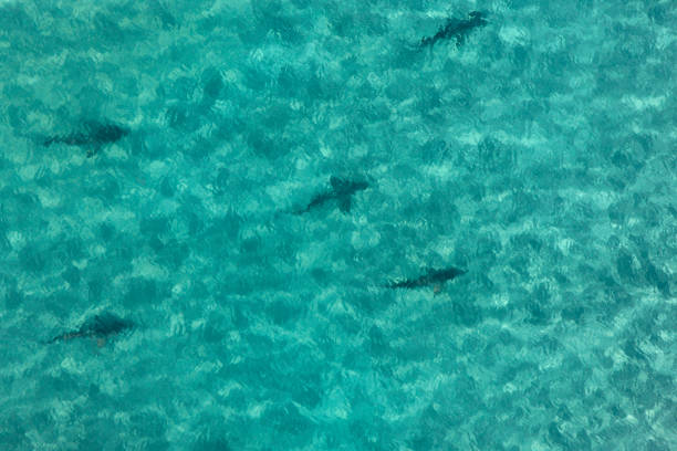 istock Aerial view Sharks 1156483417