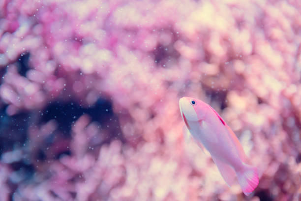 Small fish swimming under water wtih bubble and pink coral reef blurred background in aquarium. Sea animal with copy space for text.