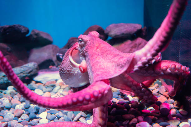 istock Red giant octopus sleeping in aquarium 1156484801