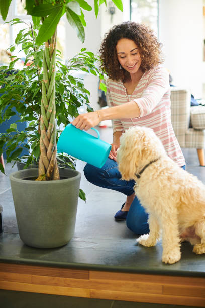 istock watering the plants 1156485915