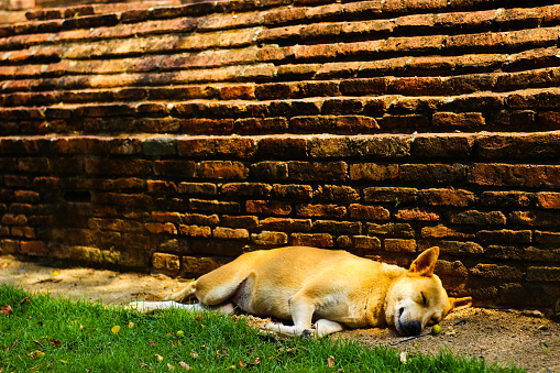 The brown dog sleep well with the brick wall in the background