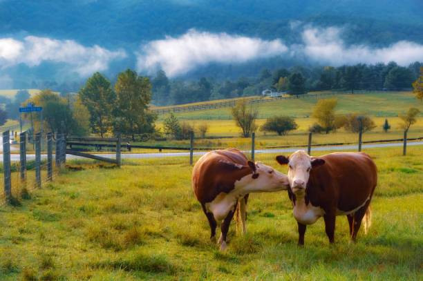 사랑에 빠진 소들 - field hereford cattle domestic cattle usa 뉴스 사진 이미지