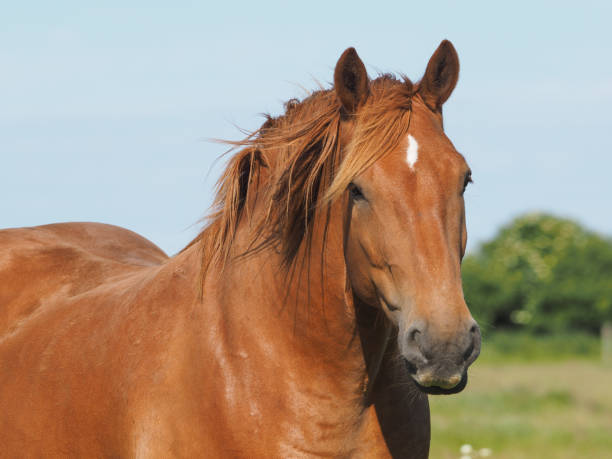 istock Suffolk Punch Horse 1156486223