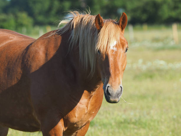 istock Suffolk Punch Horse 1156486264