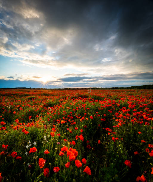 Field of poppy flowers under dramatic sky with evening sunshine Field of remembrance Day Poppys under a dramatic sky and cloud in the evening sunshine with a big open sky opium poppy photos stock pictures, royalty-free photos & images