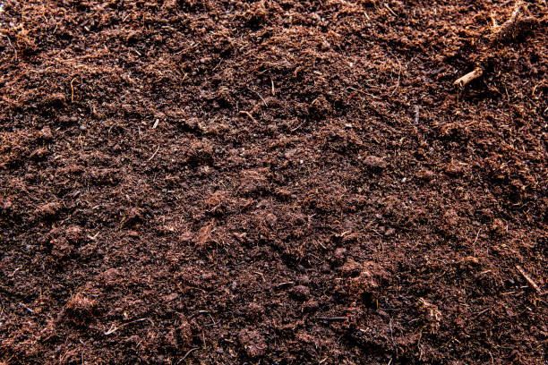 istock natural fresh ground background nobody 1156487388