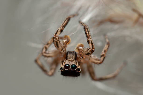 istock A Spider walks on the white fur of grass. 1156489674