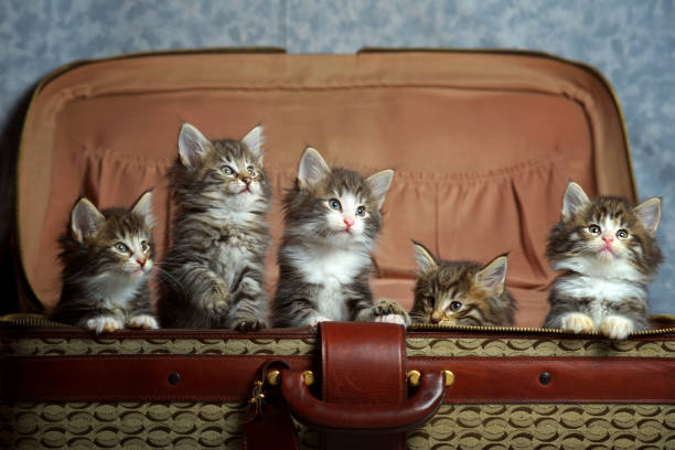 istock A litter of norwegian forest cats 1156489854