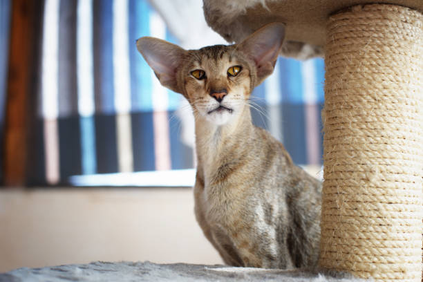istock Oriental shorthair cat 1156489991