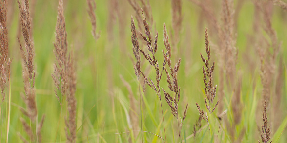 fresh densely growing grass with flowering panicles growing in a summer field or in a meadow