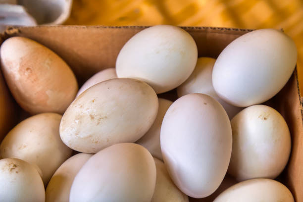 Farmer's Market Goose Eggs goose eggs for sale at the farmer's market Duck Egg stock pictures, royalty-free photos & images