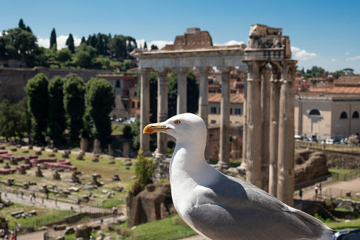 A seagull is standing on top of a wall in front of Roman Forum (or Forum Romanum) in Rome, Italy in summer. Focus has been placed over the left eye of the bird. The background is blurred.