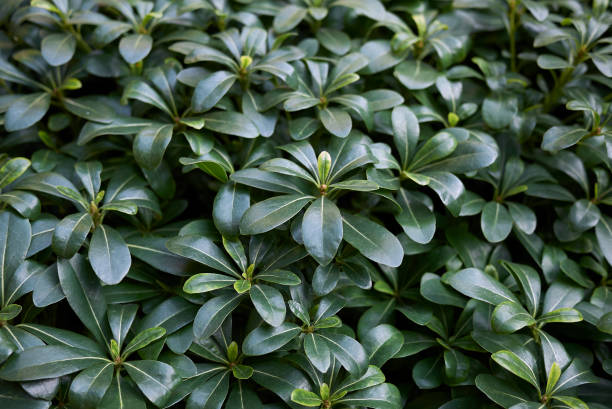 istock Pittosporum tobira 1156493829