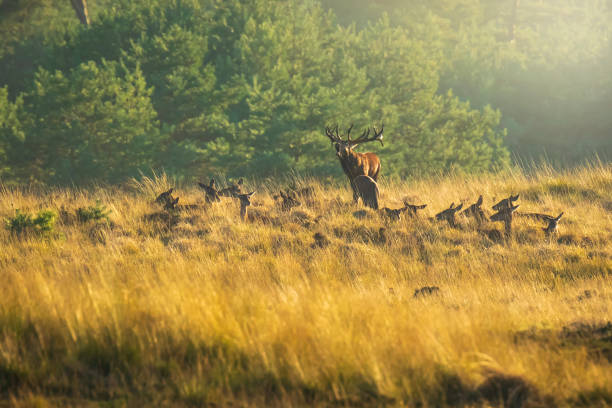 istock Herd of red deer cervus elaphus rutting and roaring during sunset 1156494251