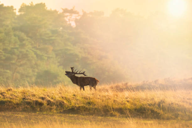 istock Male red deer stag cervus elaphus, rutting during sunset 1156494257